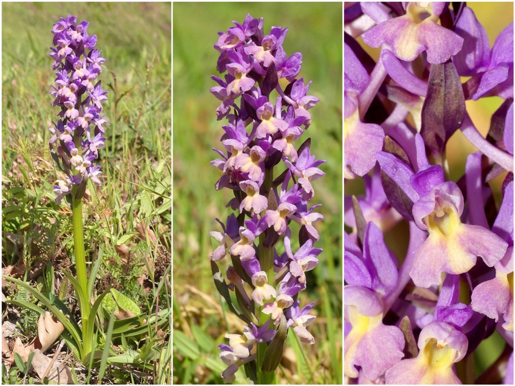 Dactylorhiza romana in una splendida variabilit - provincia di Caserta marzo 2019